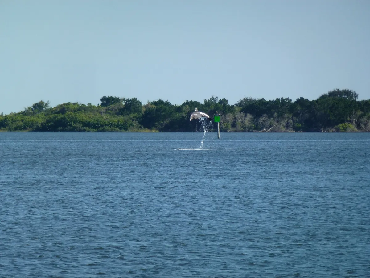 Apre race Dolphin show (10295032554)