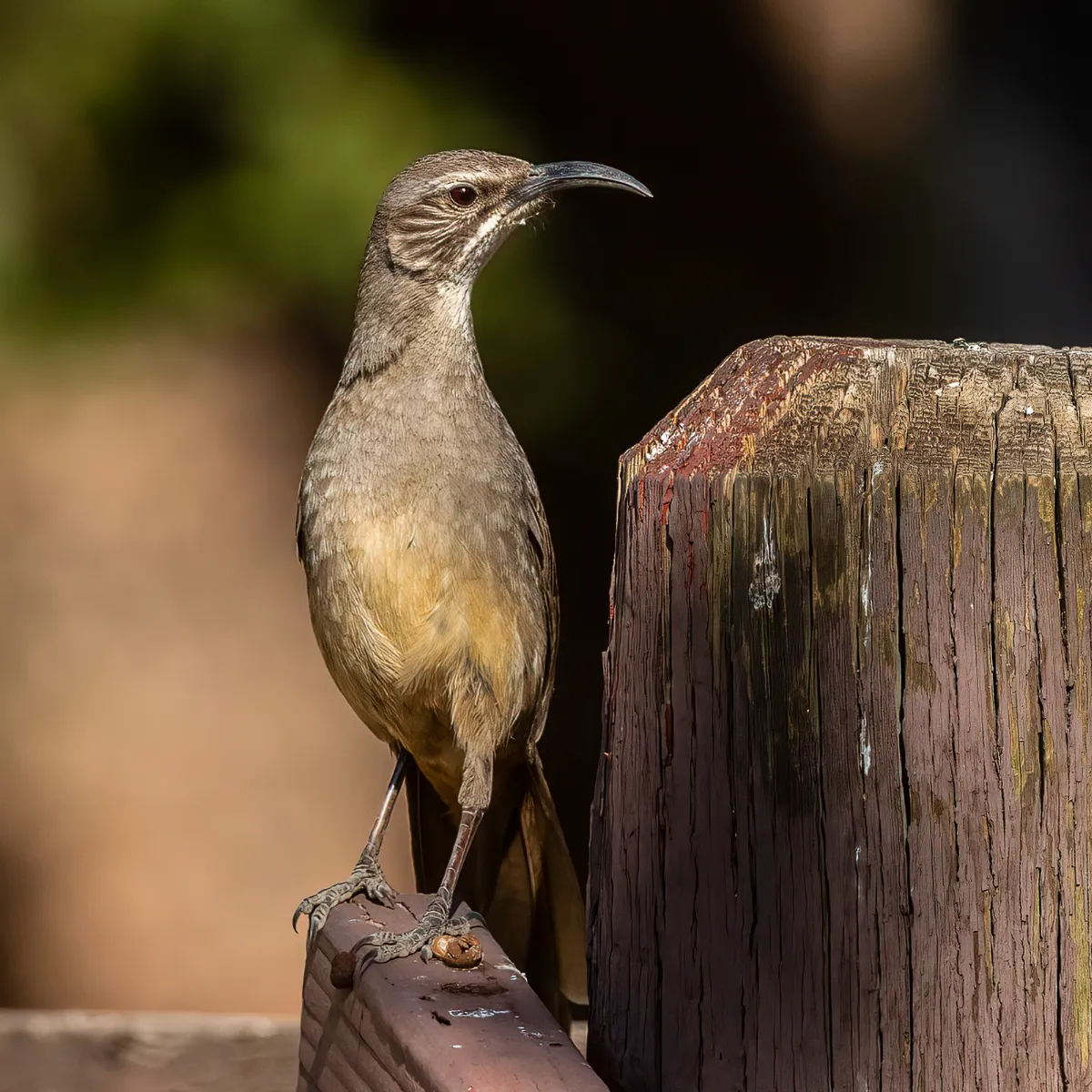 California Thrasher in the Angeles National Forest