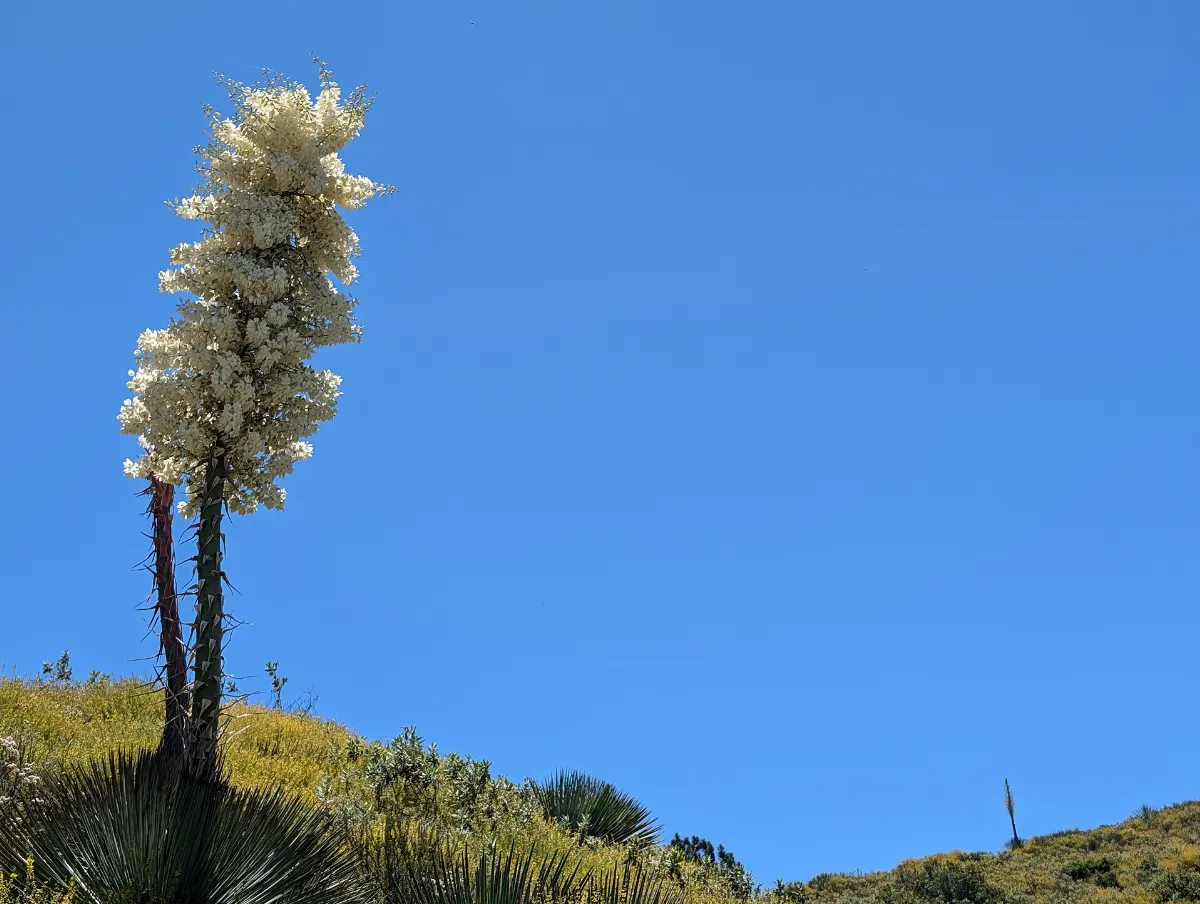 Angeles National Forest - 53952328177