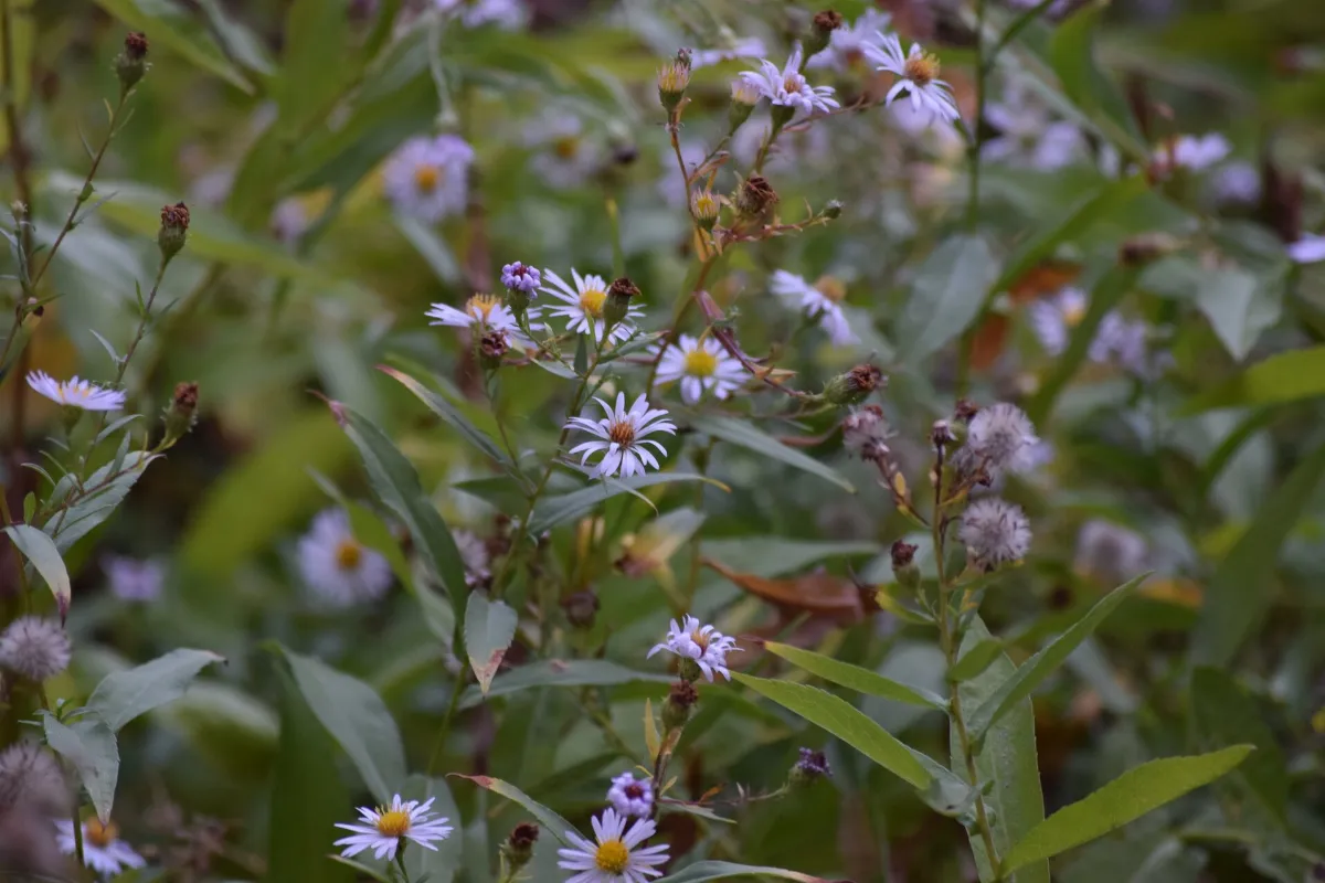 Symphyotrichum greatae 173155162