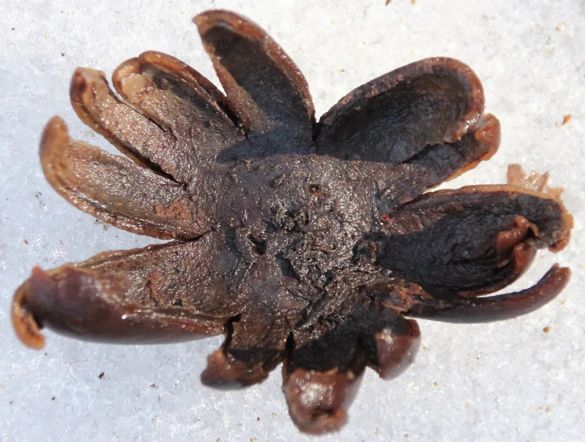 Astraeus hygrometricus 6166376