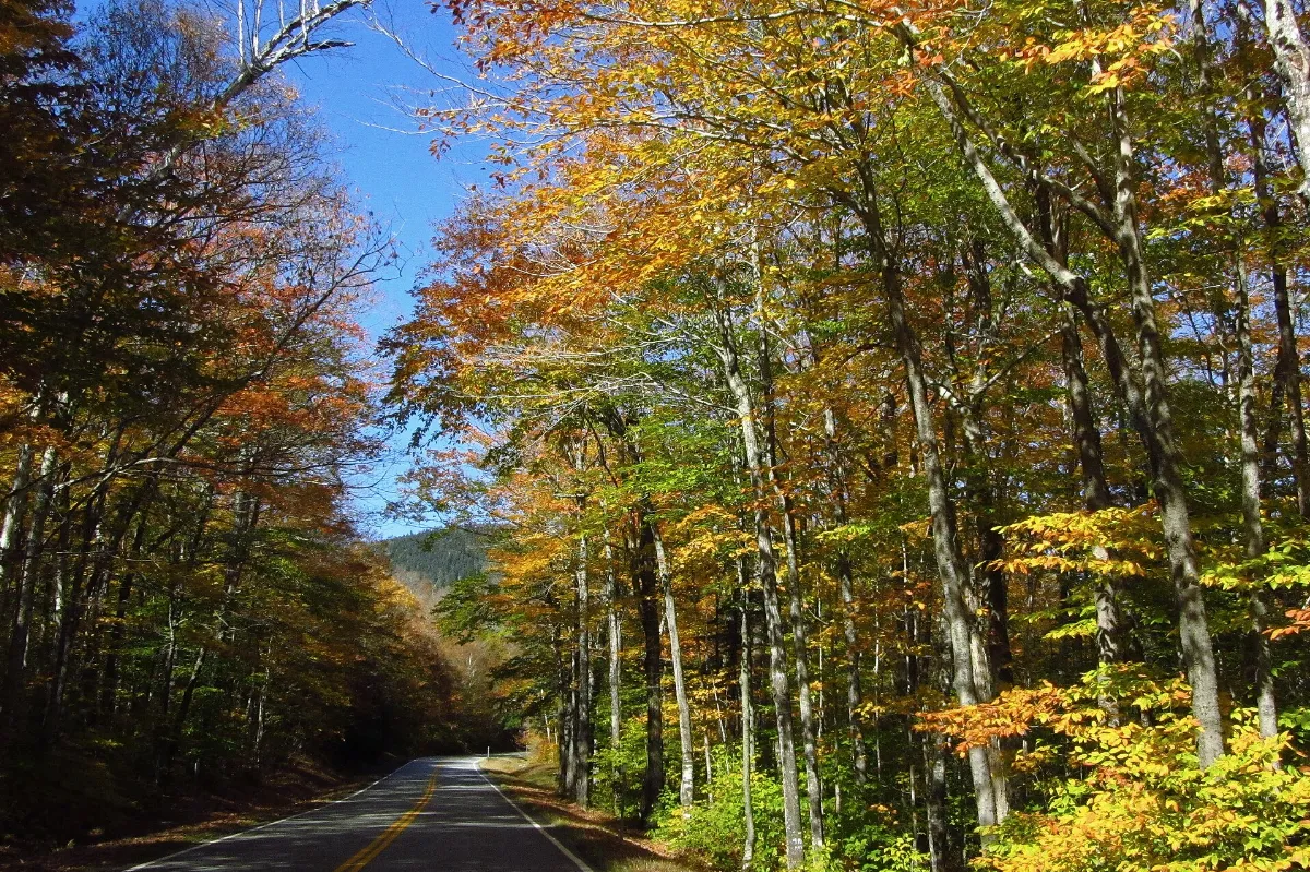 Bear Notch Road