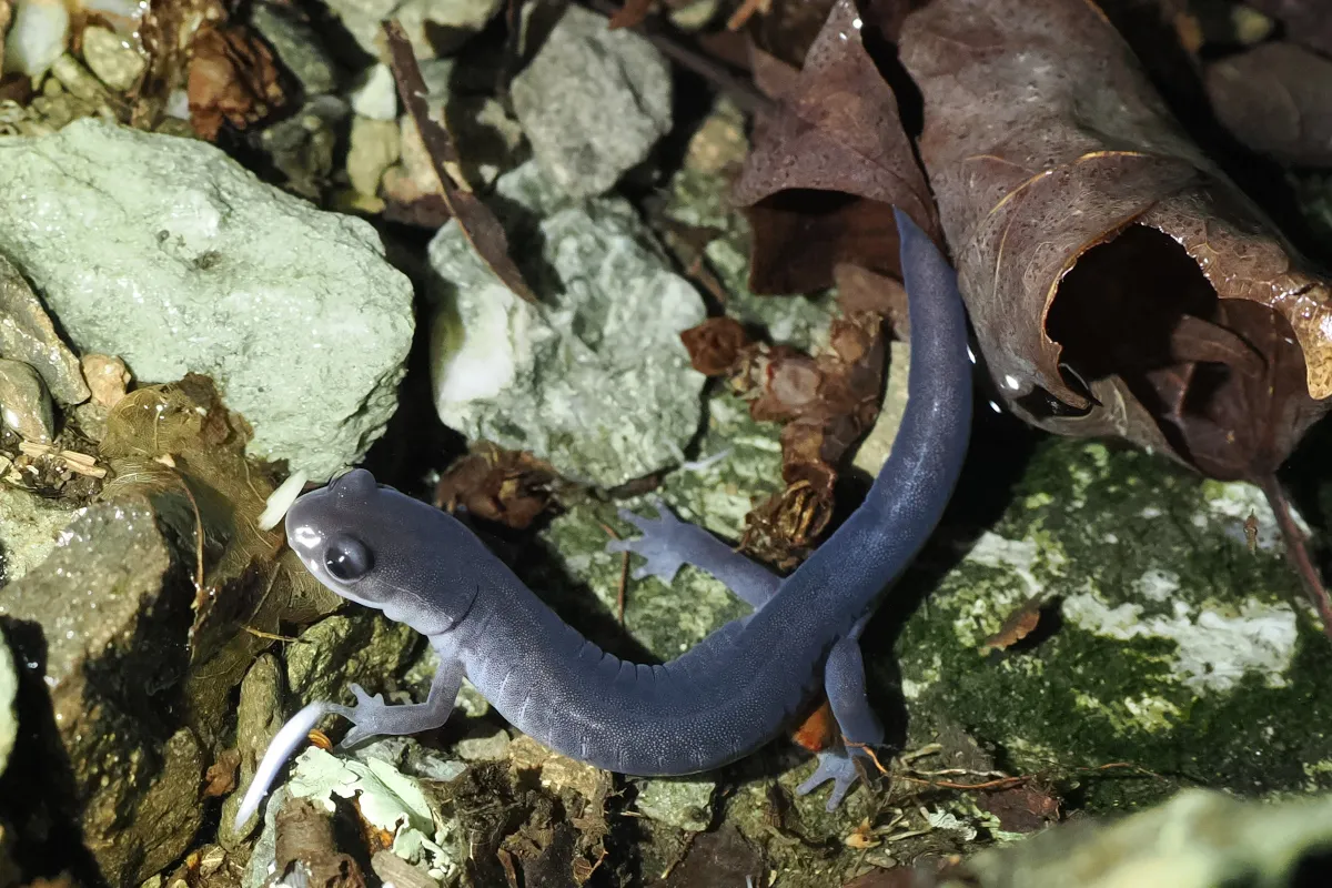 Plethodon montanus 273847659