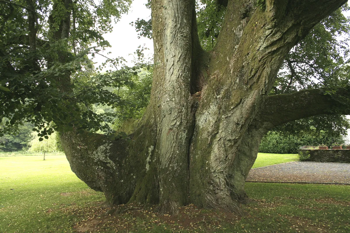Tilia xeuropeae L. JPG
