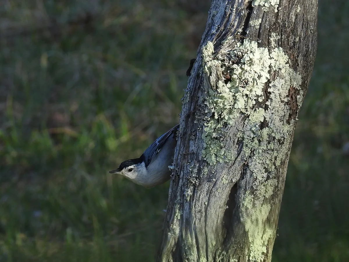 White-breasted nuthatch, February 20, 2018--Warren Bielenberg (47044058222)