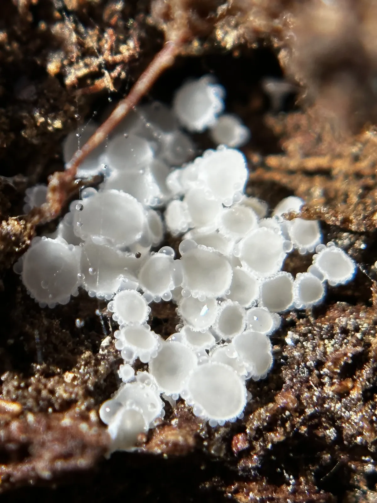 Lachnum virgineum 247380569