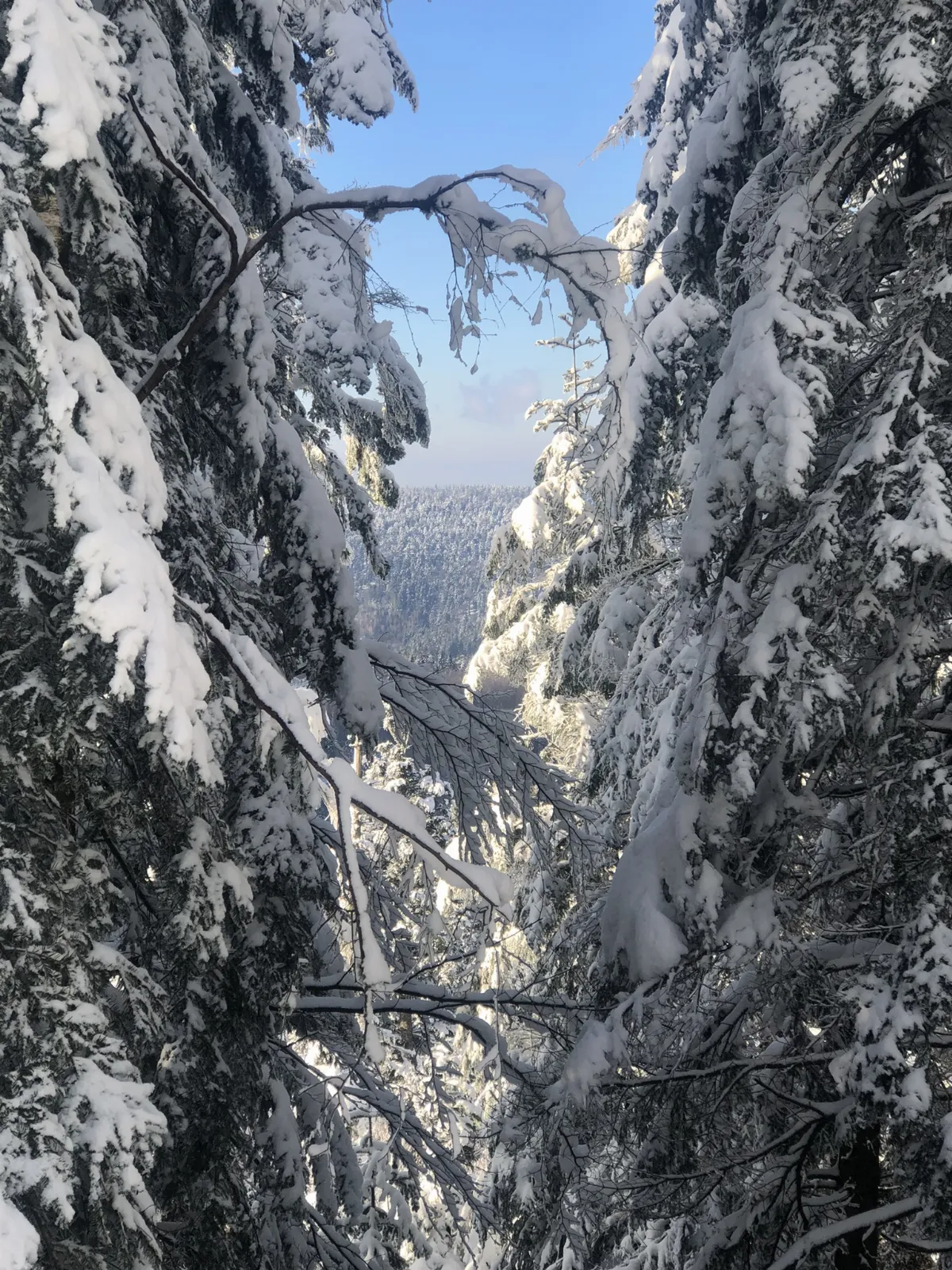 Vue depuis le Donon à Grandfontaine dans le Bas-Rhin