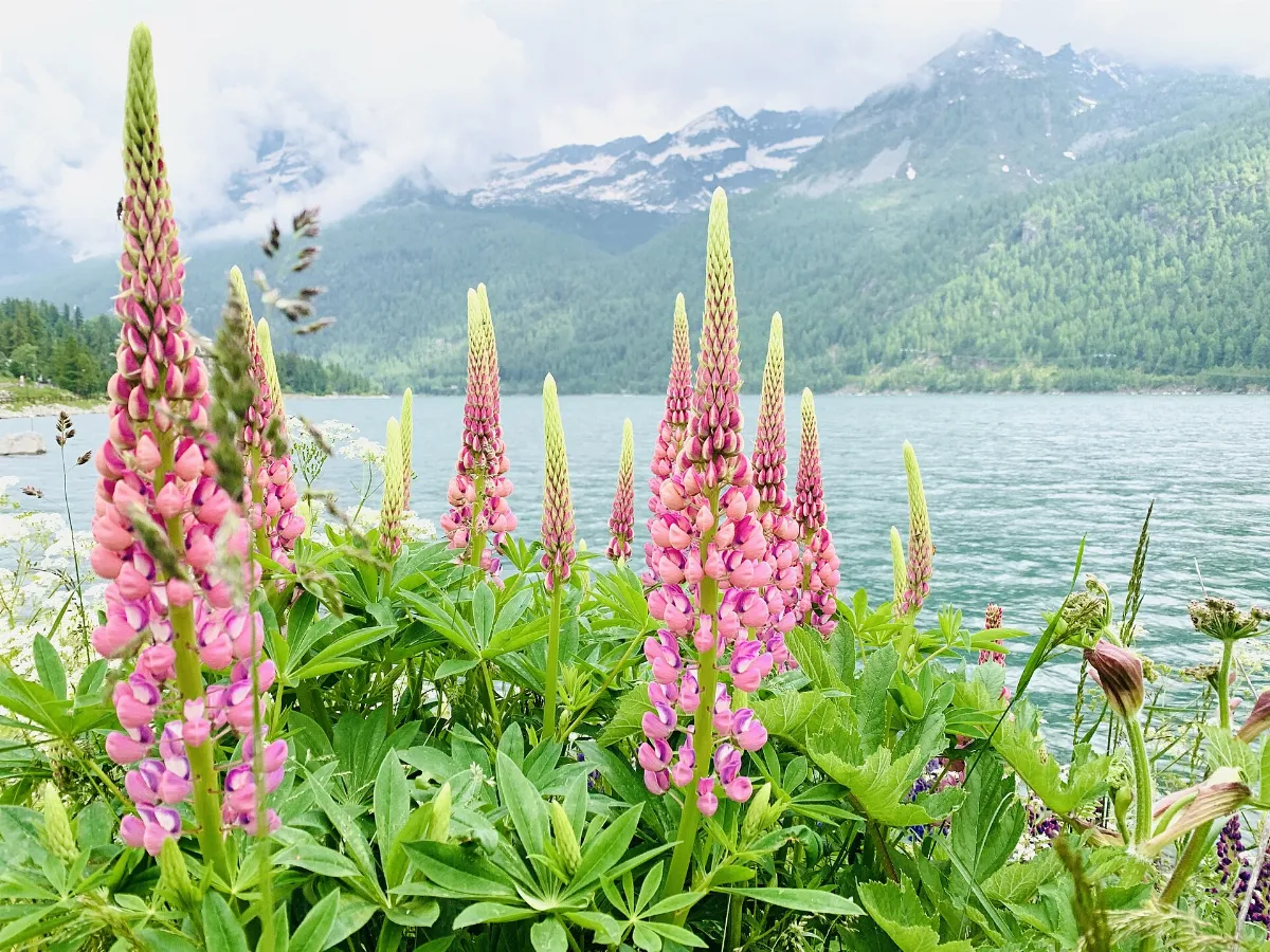Lago di Ceresole