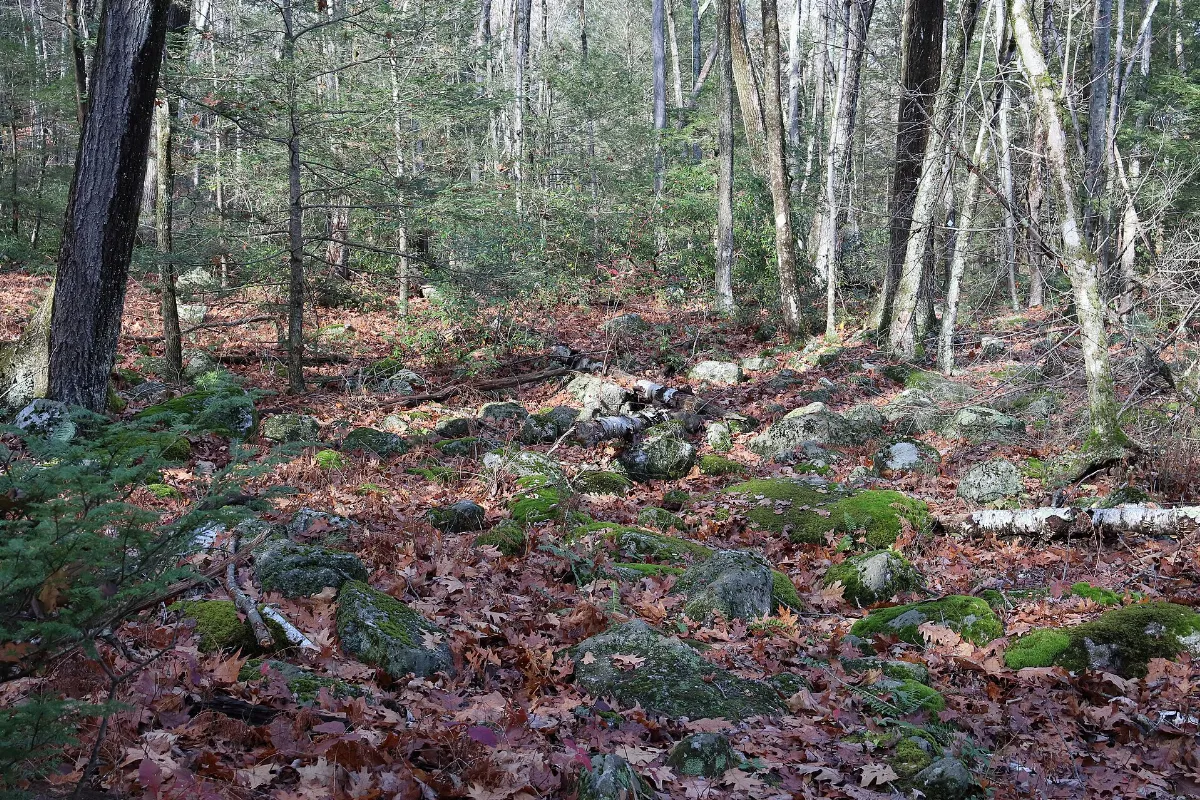 Claire Birtz Wildlife Sanctuary, boulder field along Morse Pond Trail, 2025-11-08