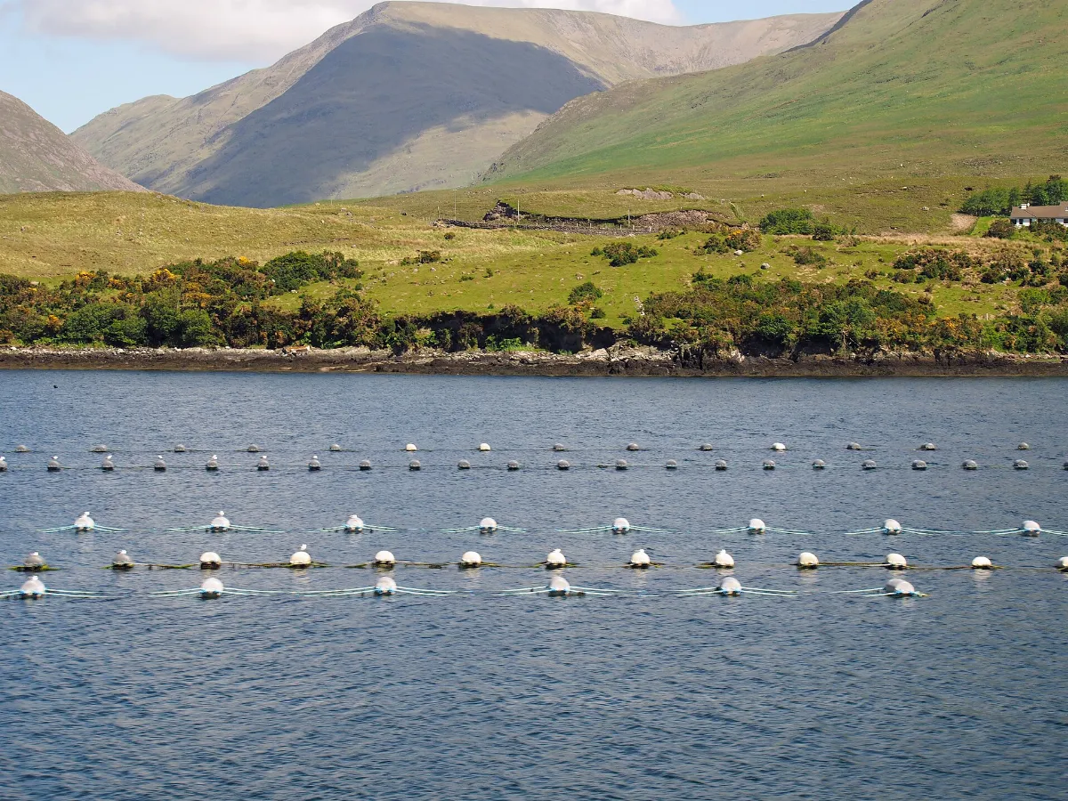 Killary Harbour Muschelzucht Irland@20160531 01