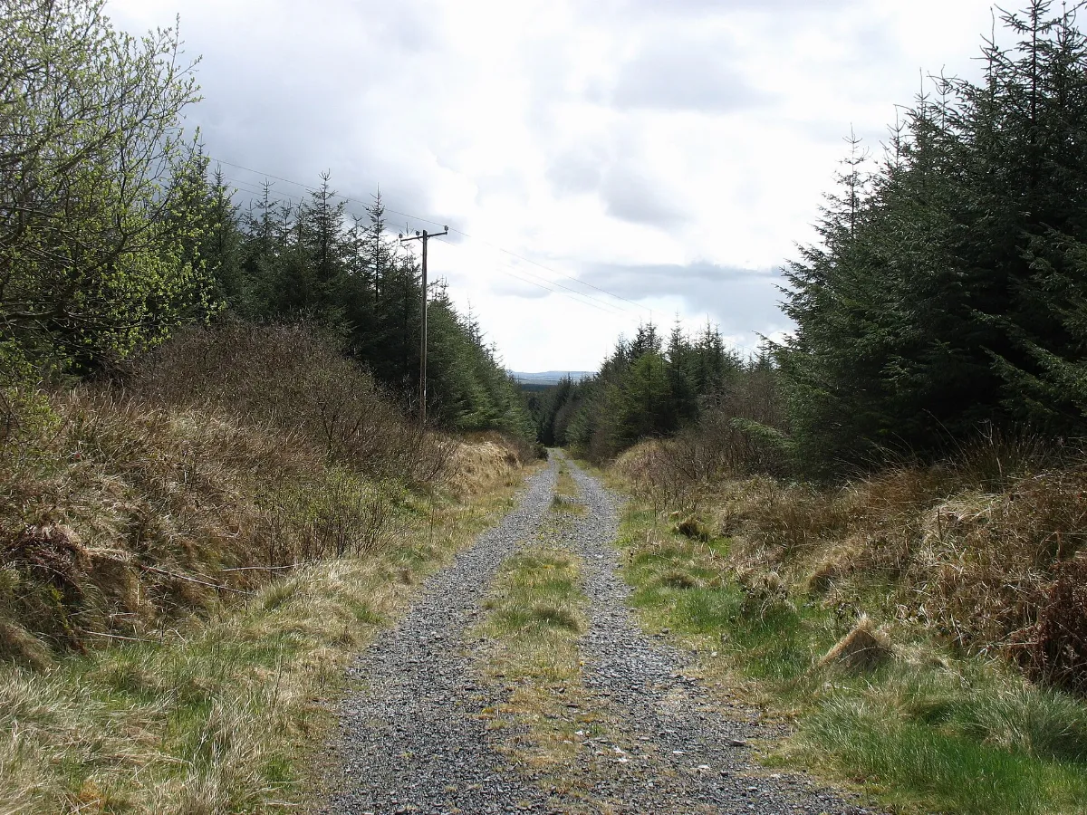 Forest track in The Burren - geograph.org.uk - 4930848