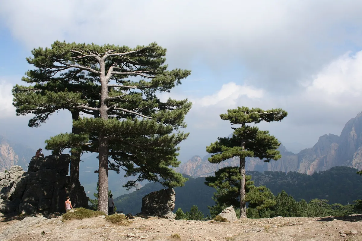 Bavella col (panorama)