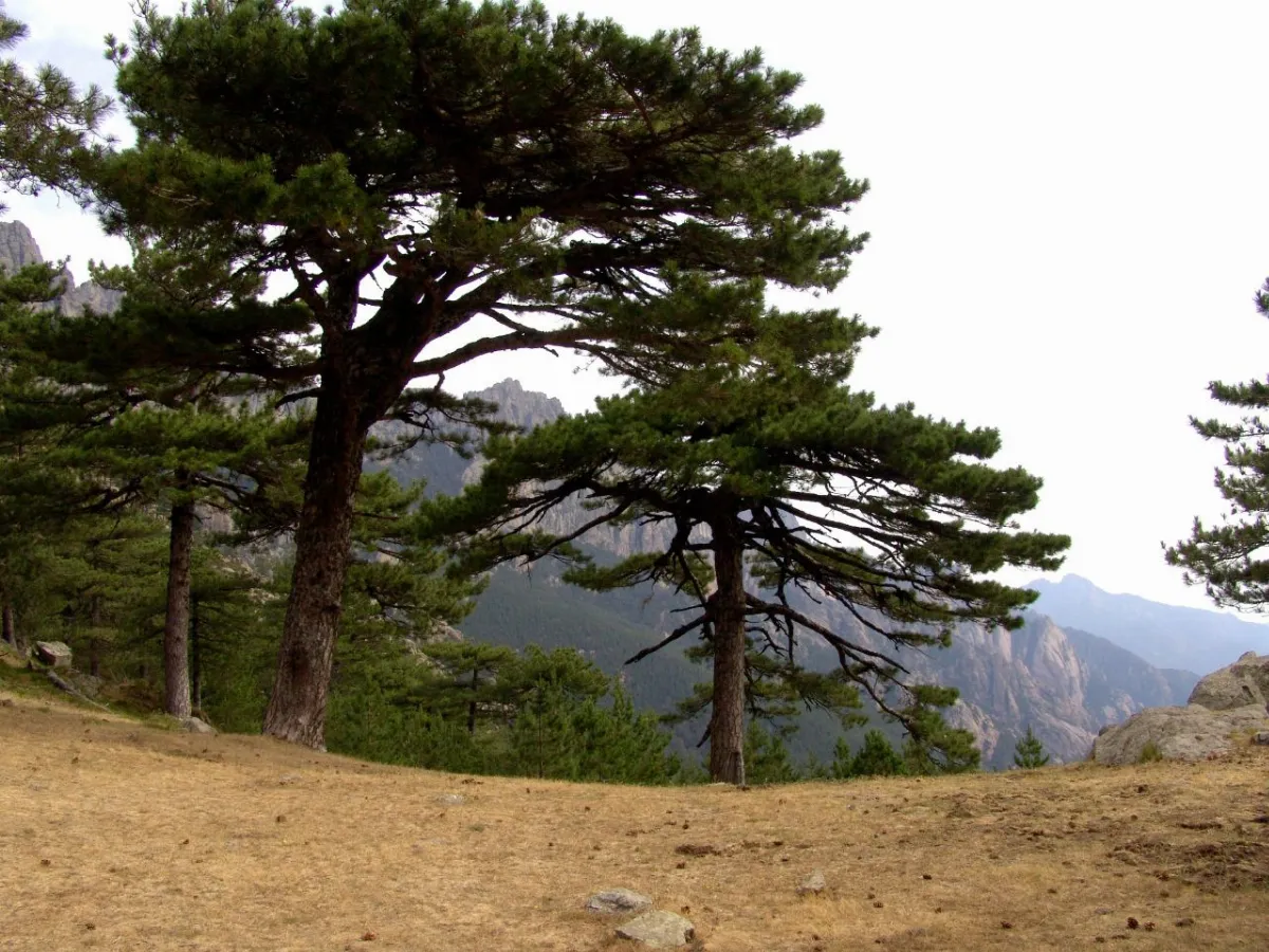 Col de Bavella - arbres 1