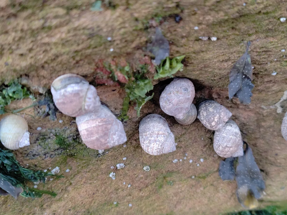 Littorina littorea 07.2025 (1)