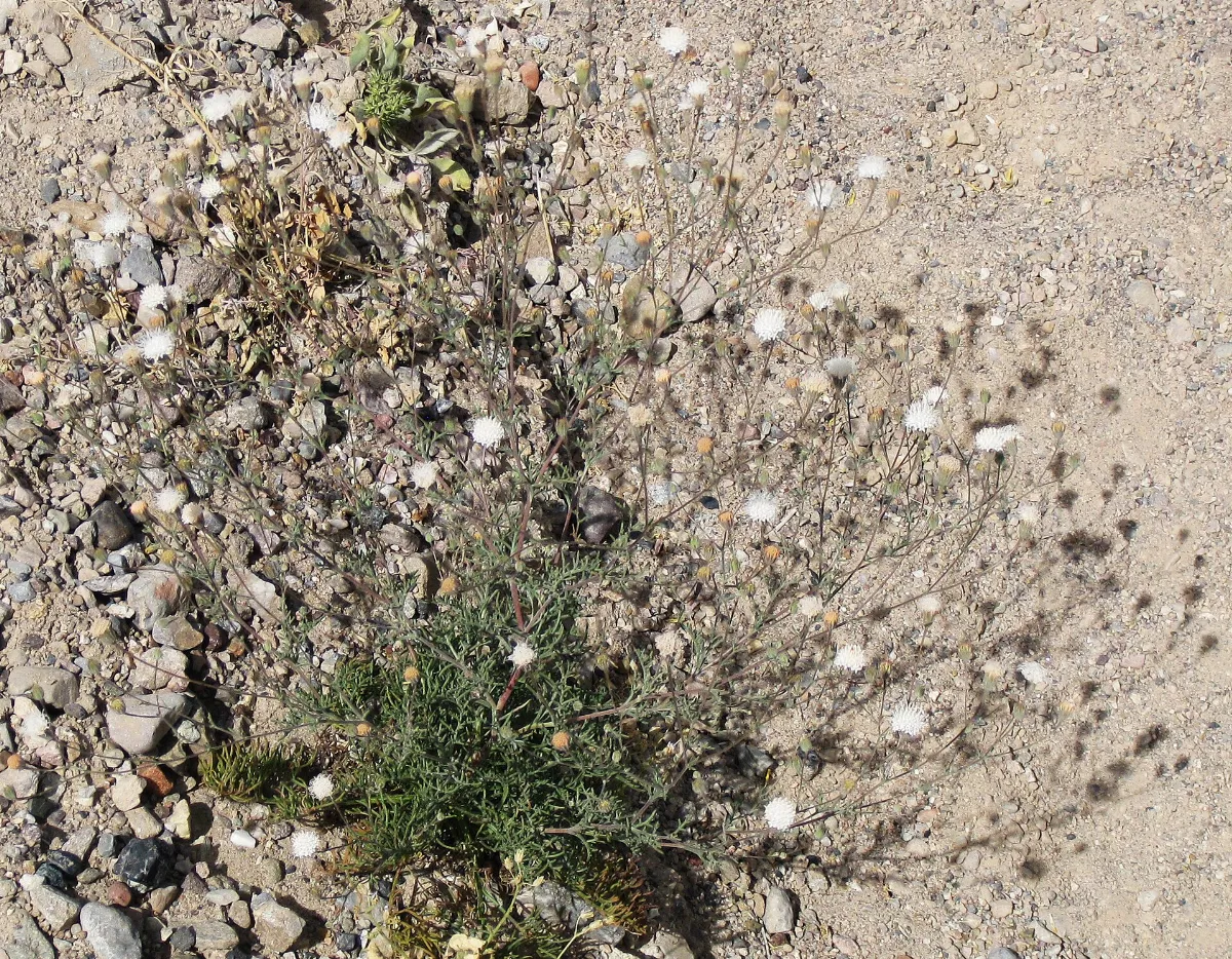 Chaenactis carphoclinia Pebble pincushion plant