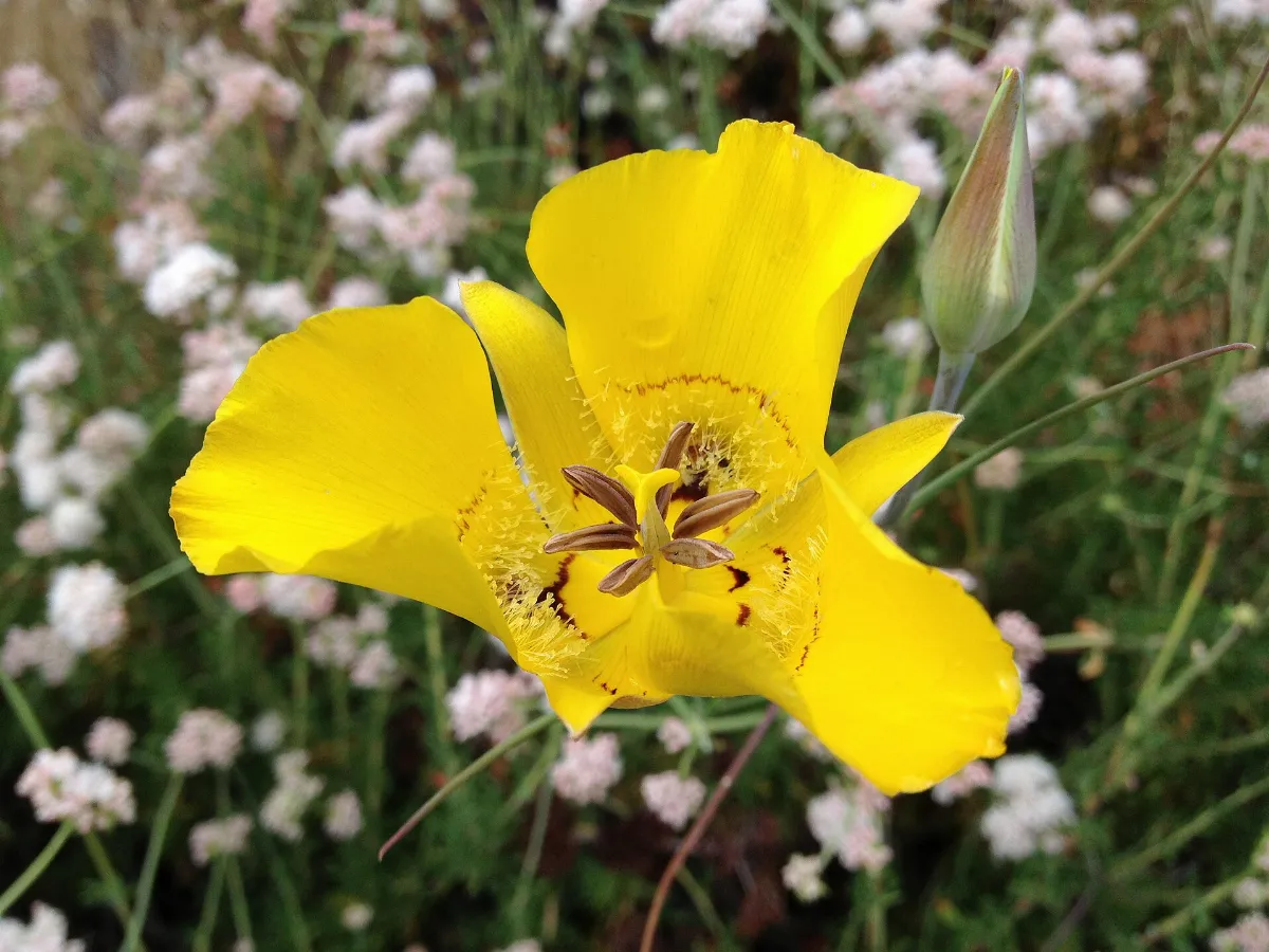 Slender mariposa lily