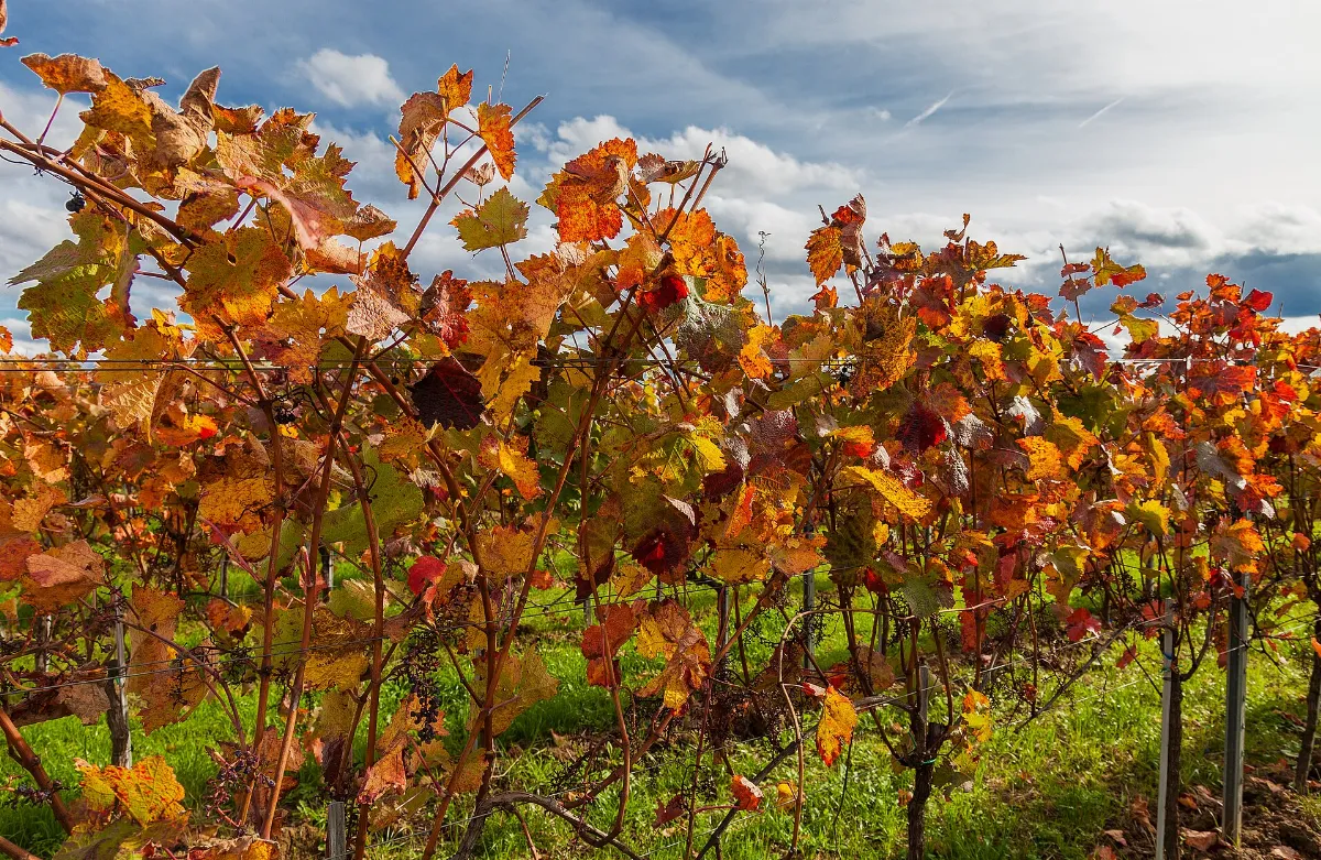 Herbstlaub im WeinbergIMG 3616