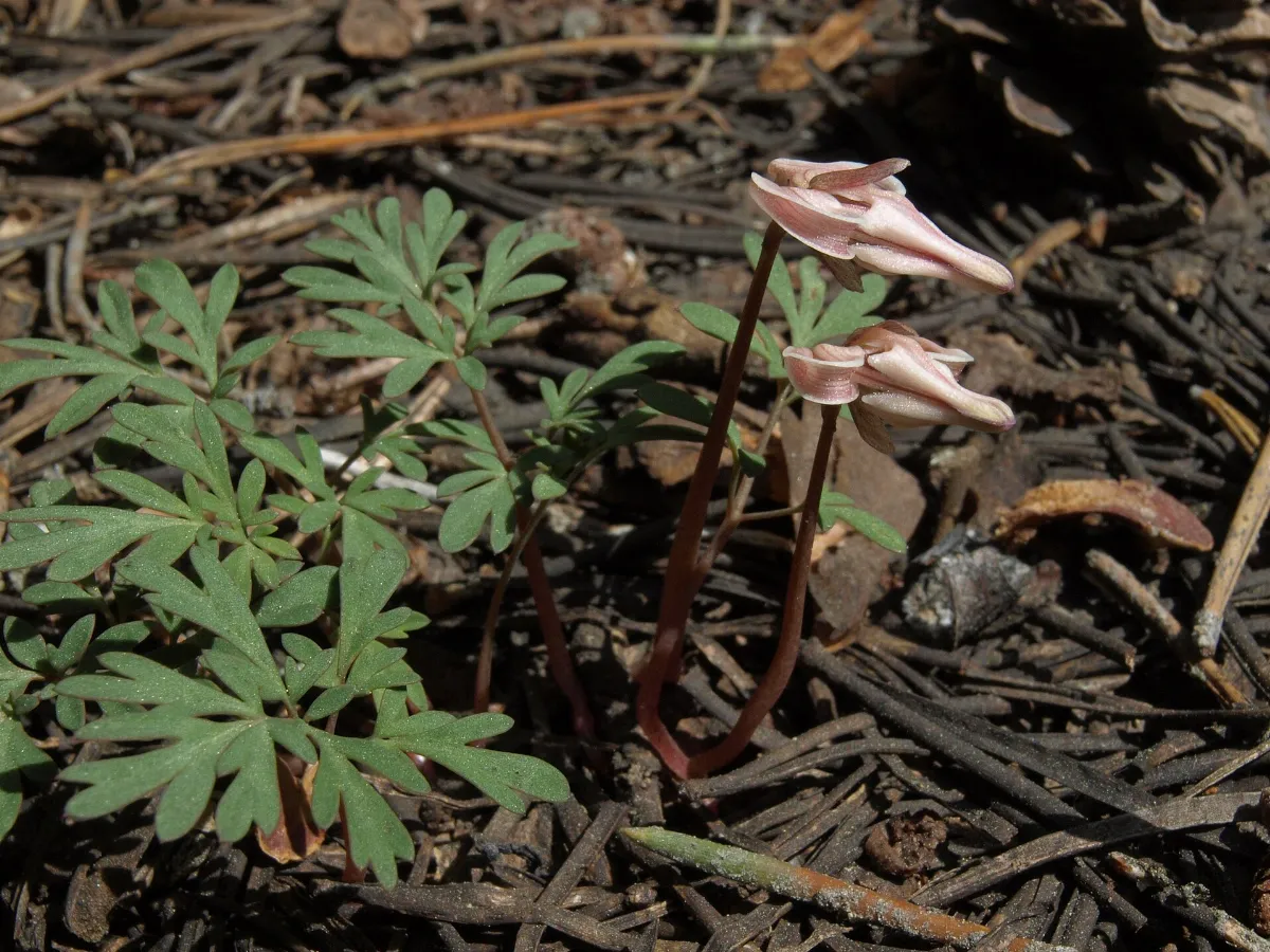 Longhorn steerheads, Dicentra uniflora (15957610720)