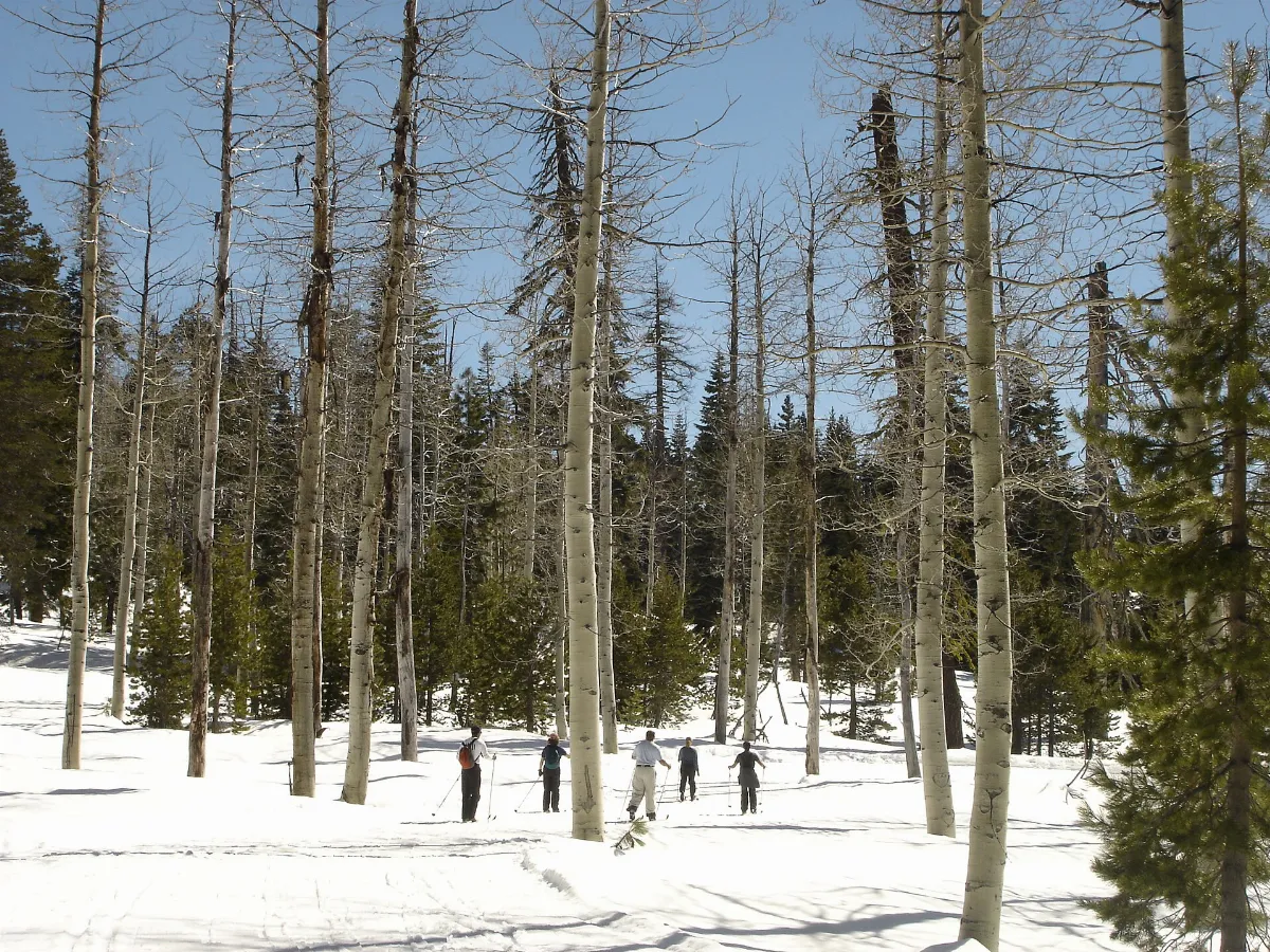 Bear Valley crosscountry skiing in forest