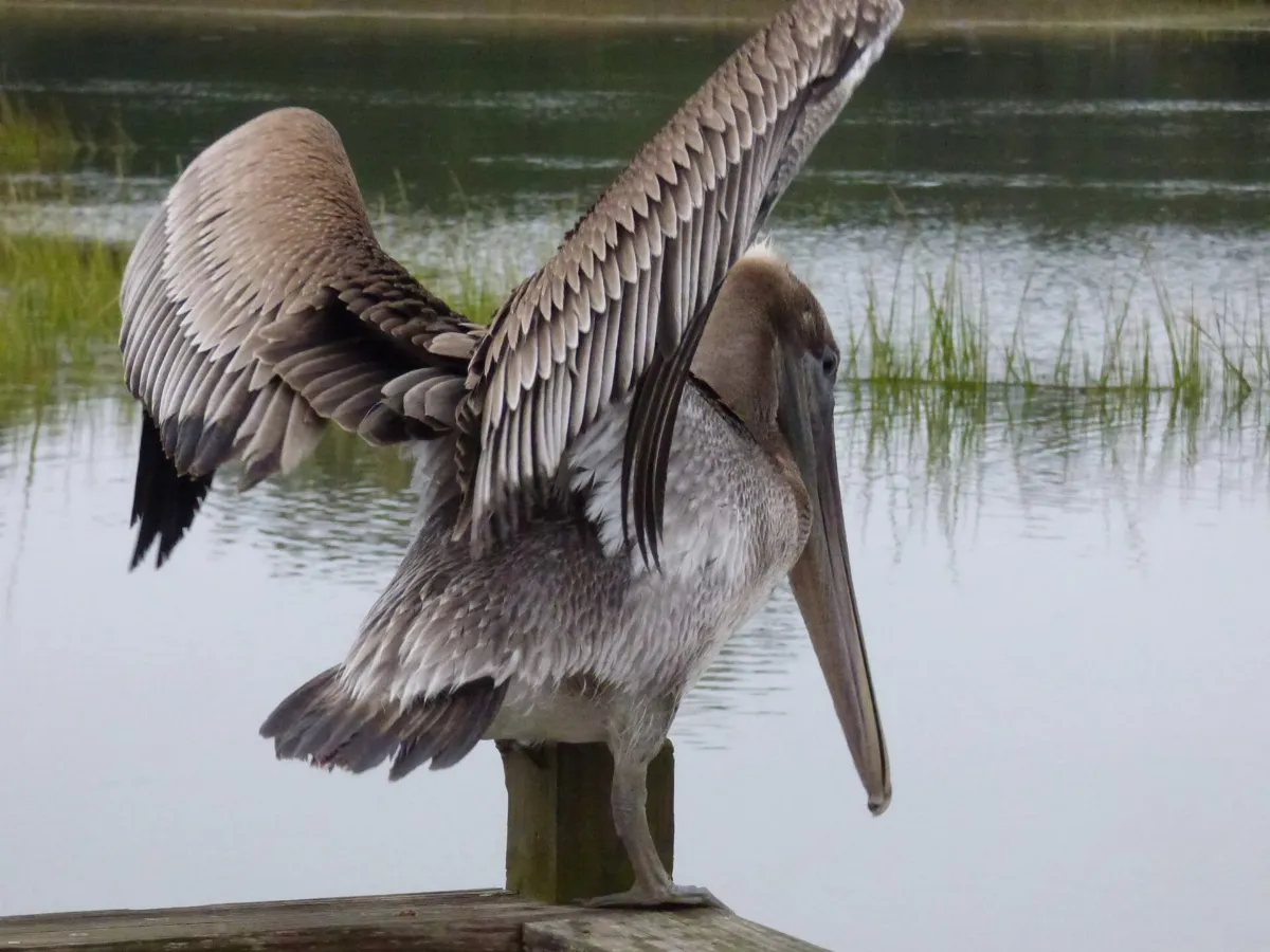 Pelecanus occidentalis 474839079
