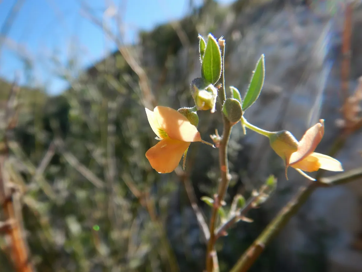 Genistidium dumosum - brushpea (48804258063)