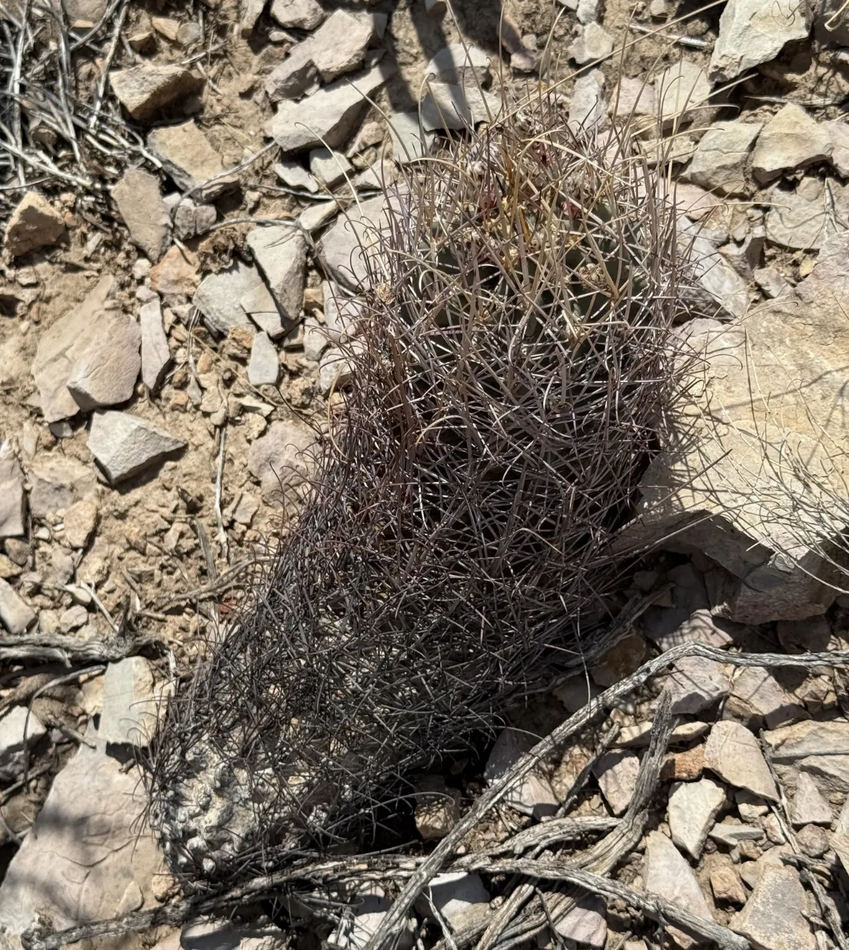 Glandulicactus uncinatus 21