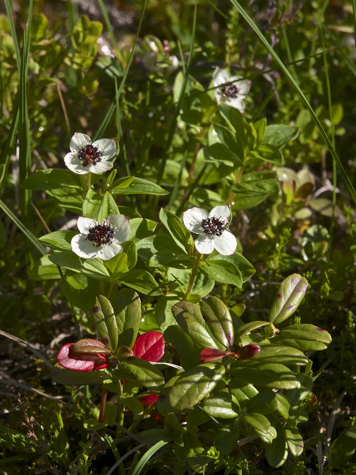 Cornus suecica LC0306