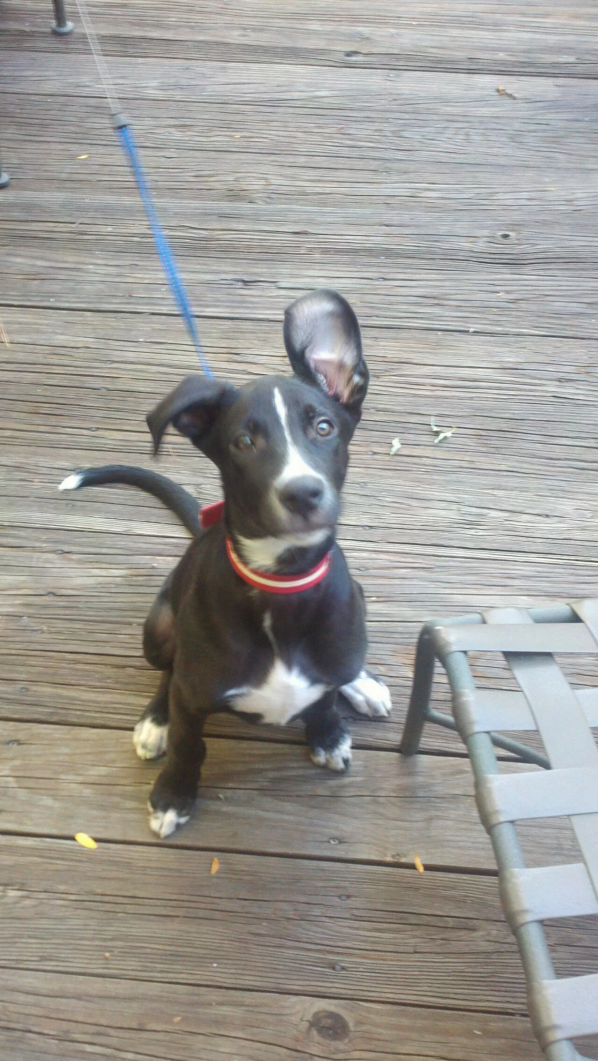 StJohnWaterDogPuppy