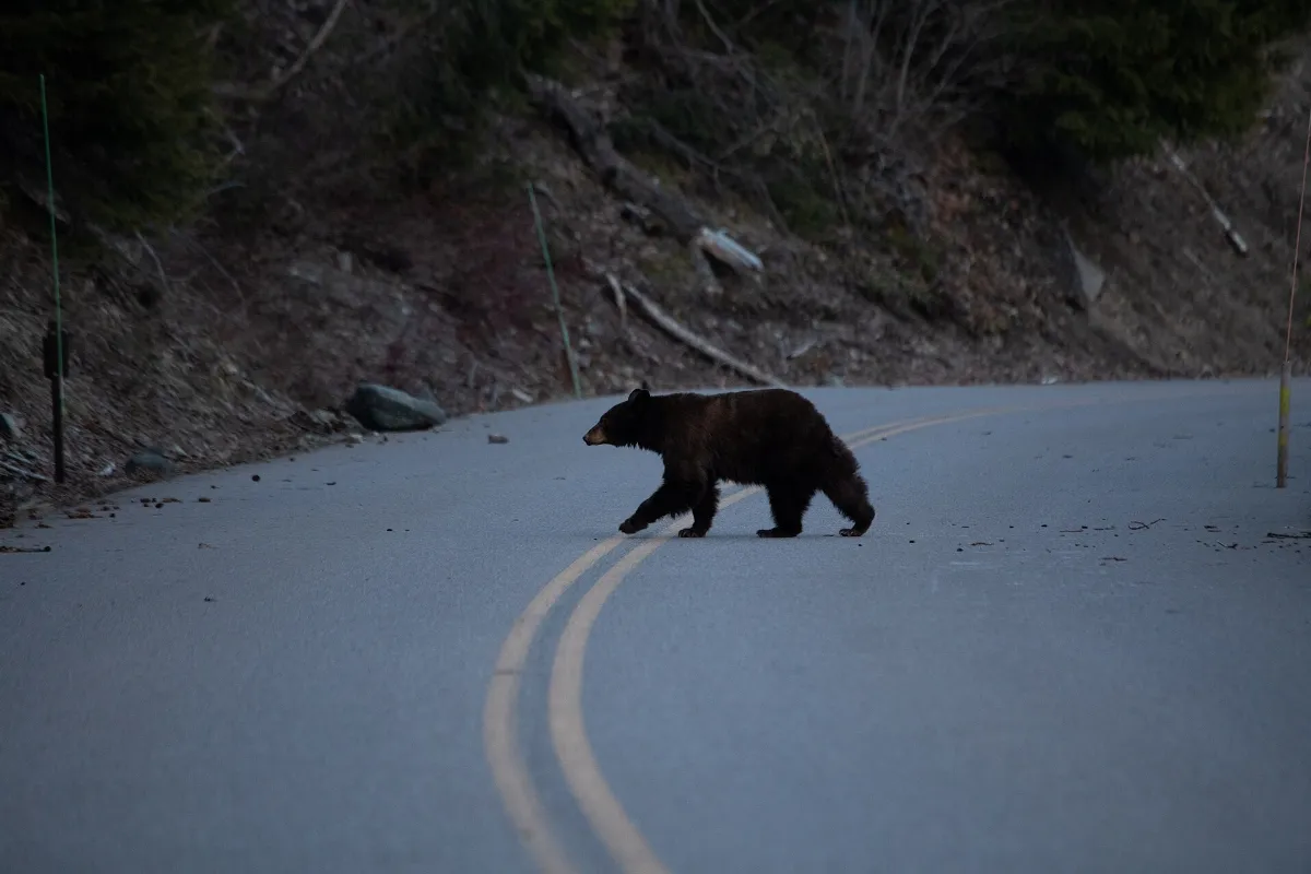 Going to The Sun Road