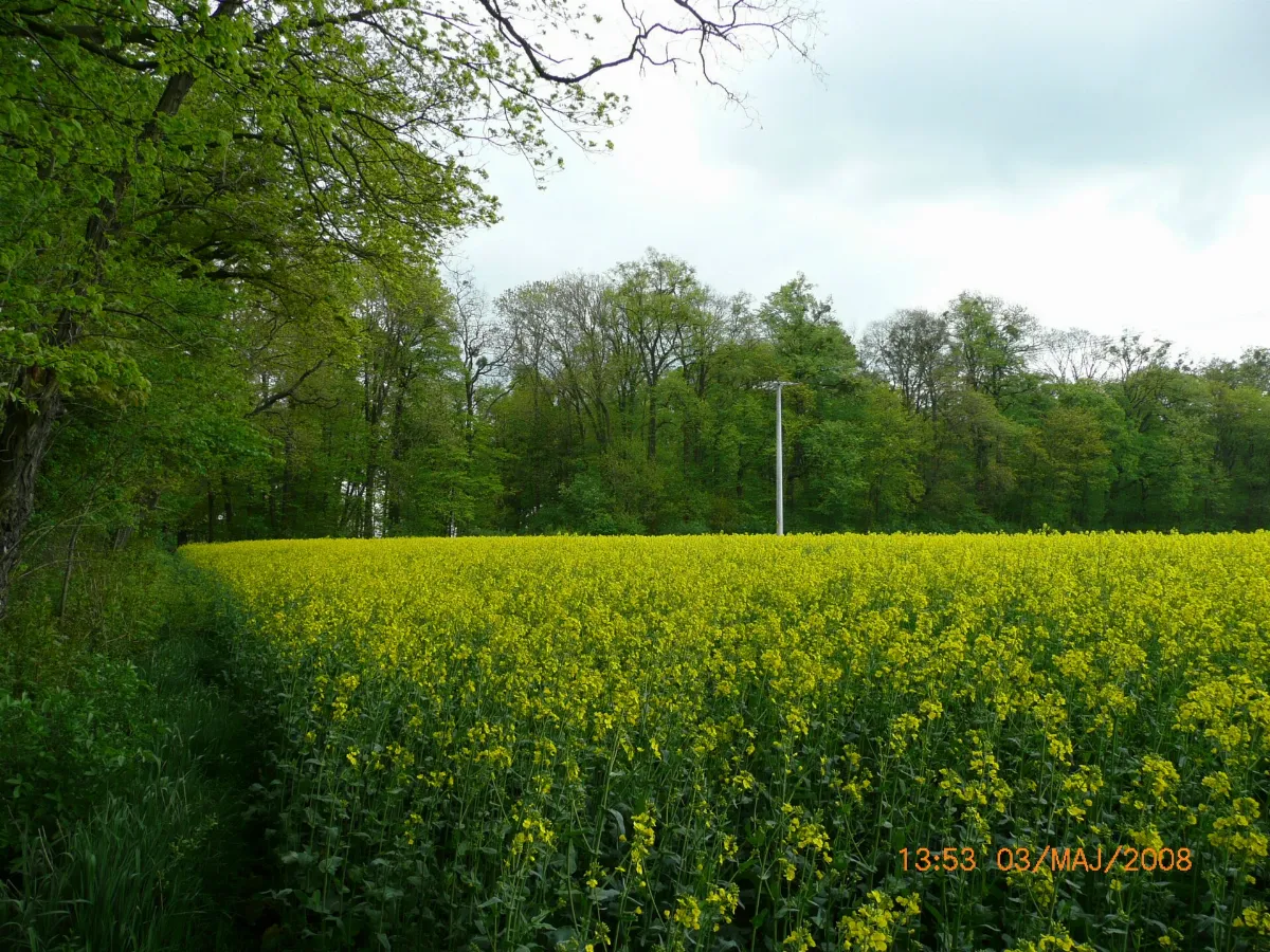 Pole rzepakowe przy parku - panoramio