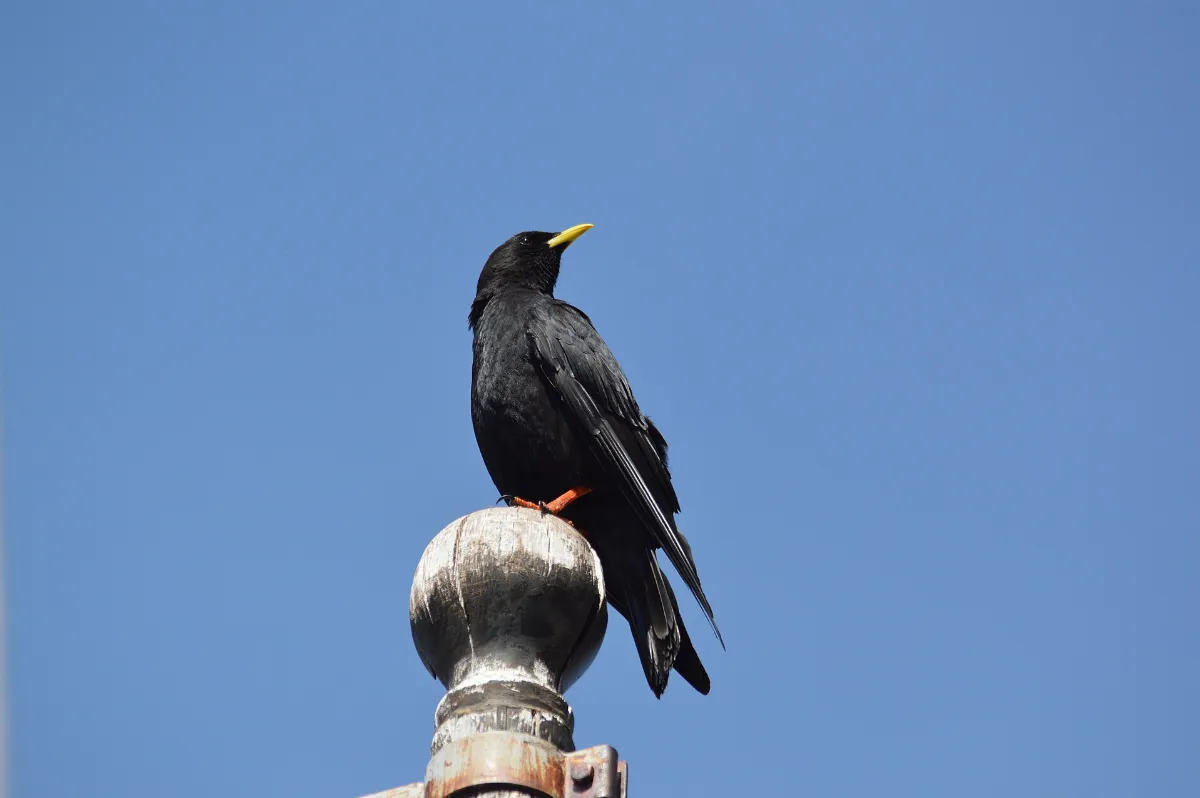 Pyrrhocorax graculusAlpine ChoughAlpendohle 02