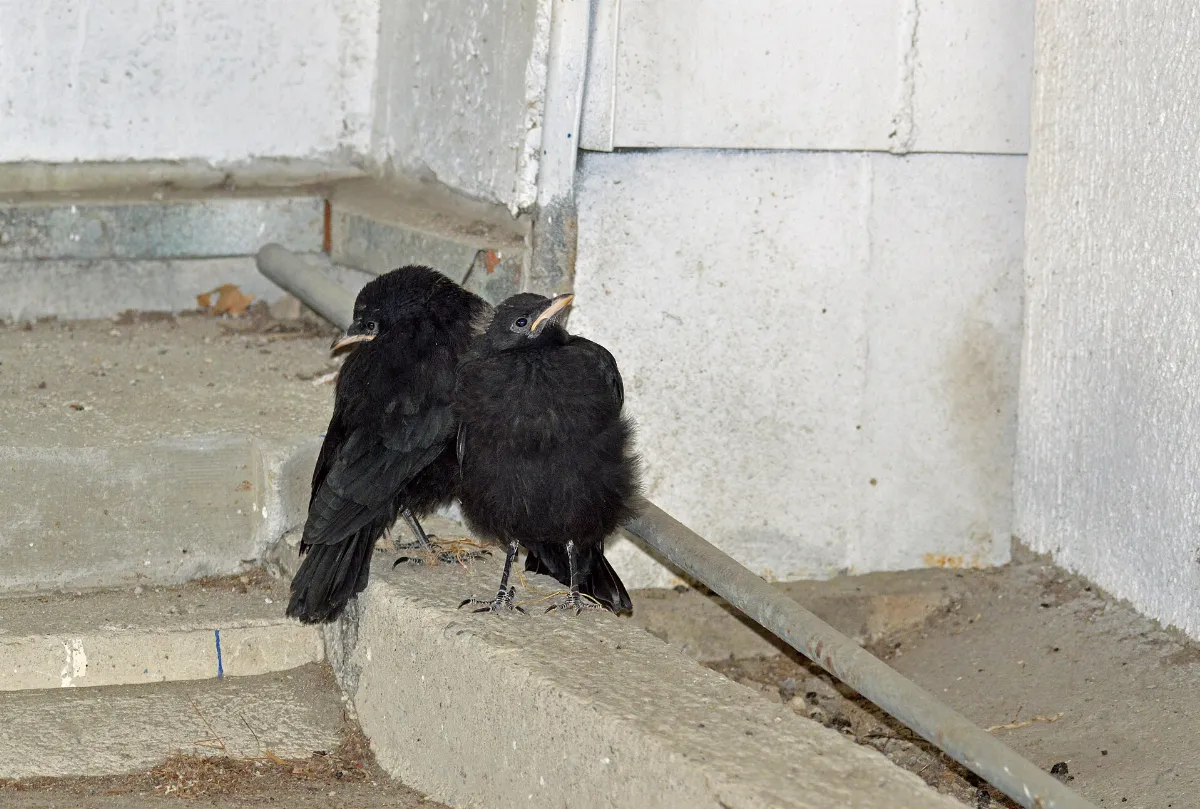 Pyrrhocorax graculusAlpine ChoughAlpendohle 03