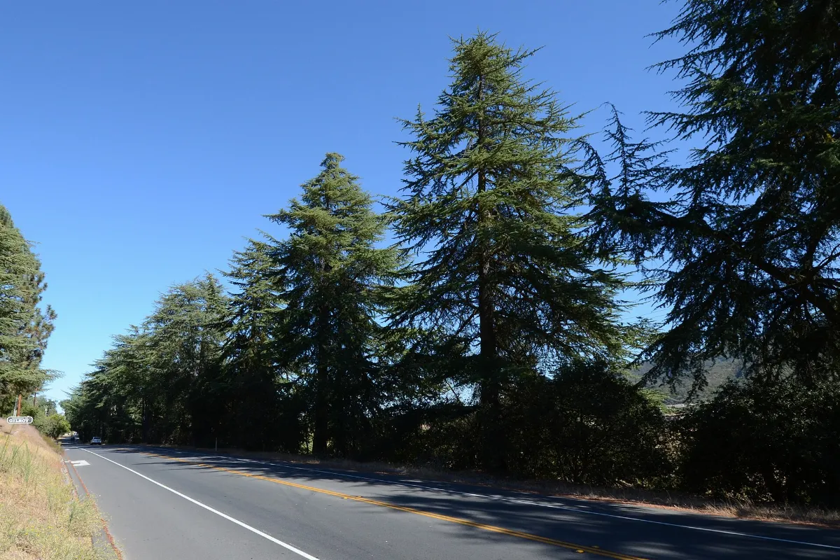Highway 152 Tree Row