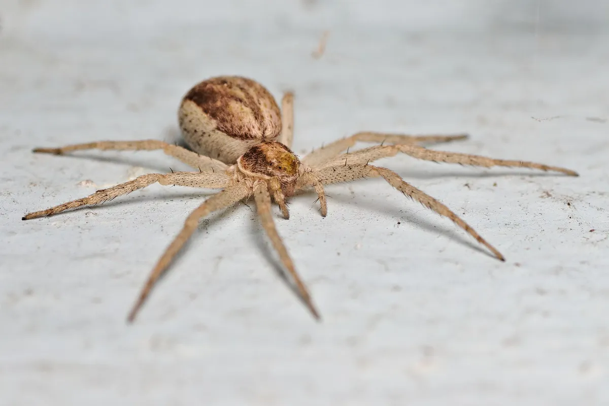 Philodromus sp. Jastarnia