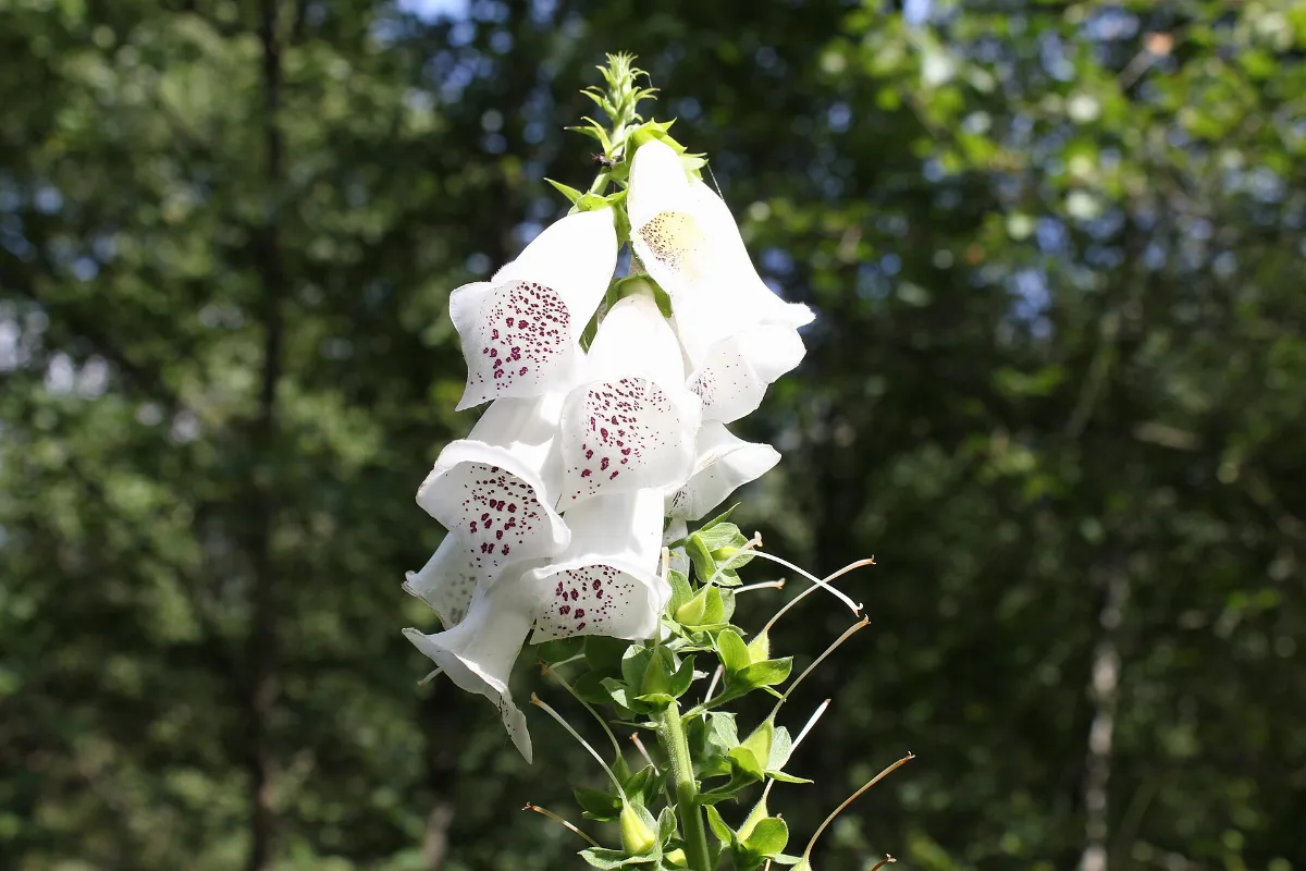 Digitalis-purpurea-by-Maseltov
