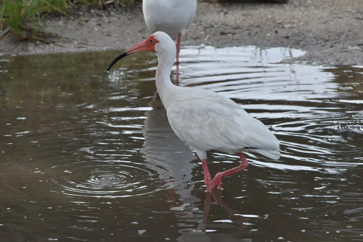 The American White Ibis Titusville, FL