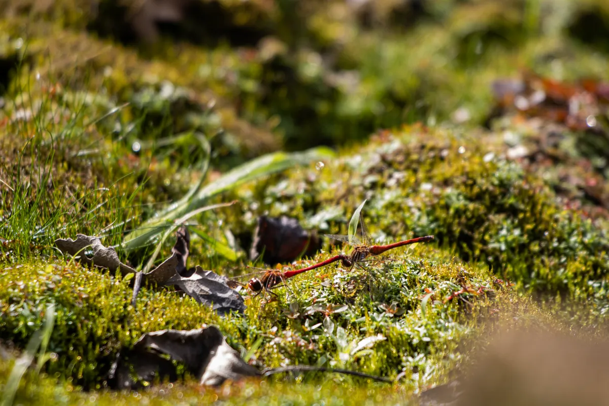 Meadowhawk Mating