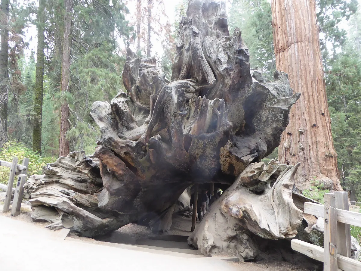 Sequoya National forest en2016 (3)