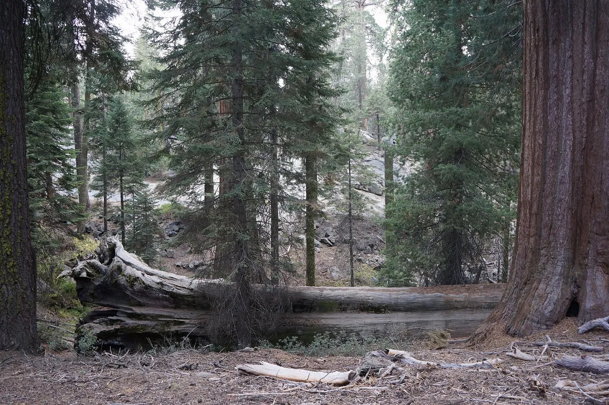 Sequoya National forest en2016 (10)