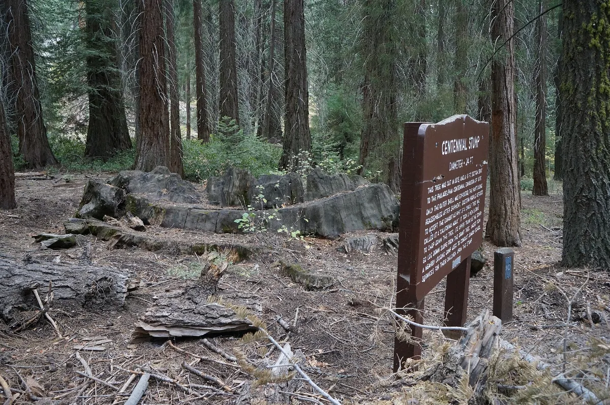 Sequoya National forest en2016 (16)