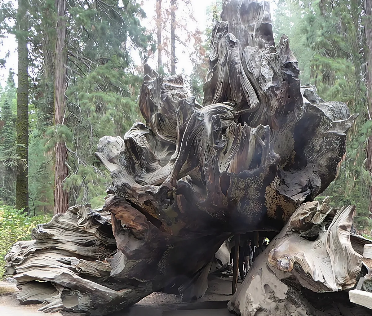 Sequoiadendron giganteum (stumps) in Congress California