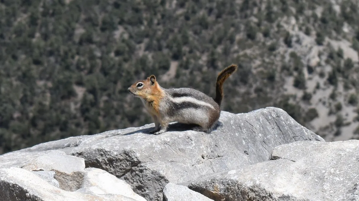 Callospermophilus lateralis Cathedral Rock Nevada