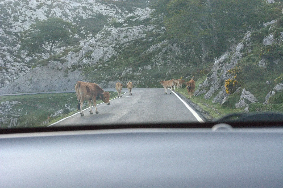 Lagos de Covadonga