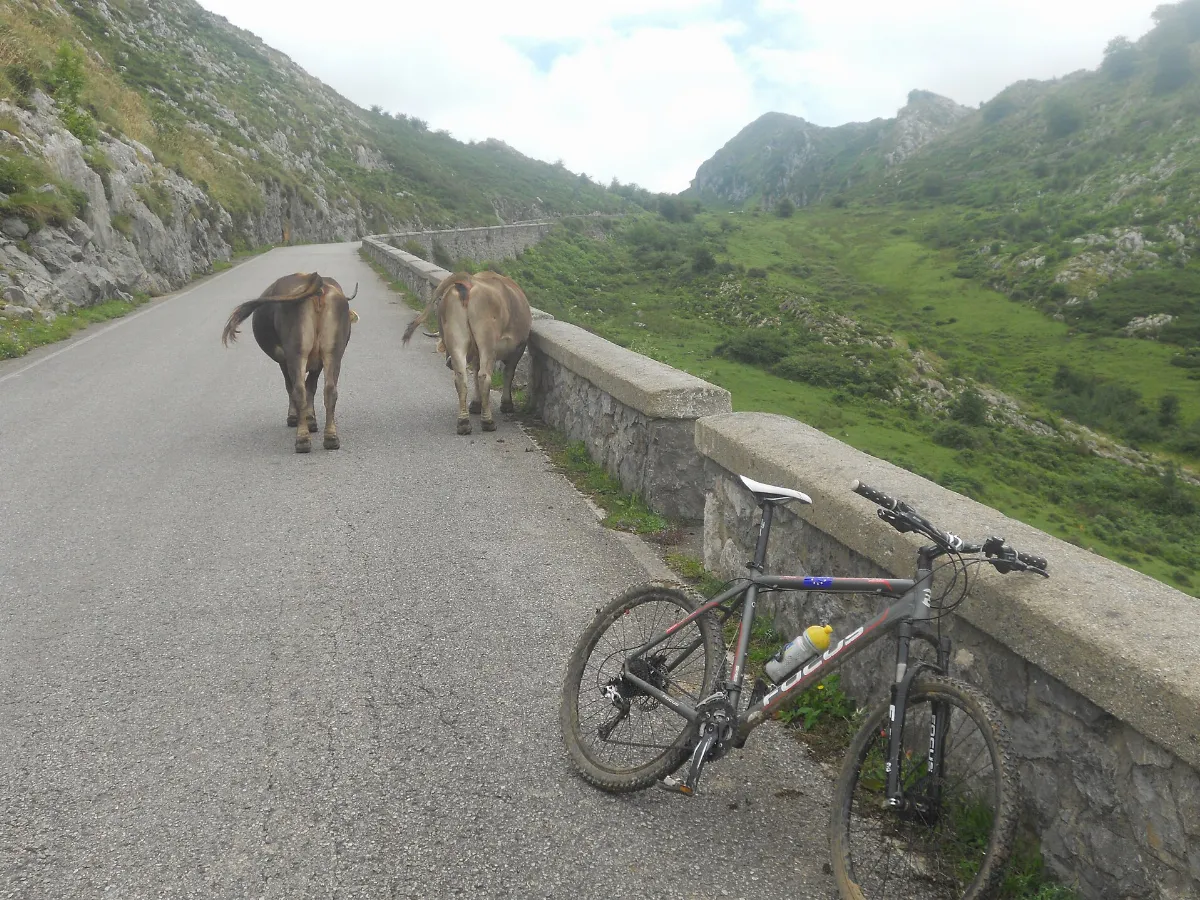 BTT por la Güesera , en la carretera de los Lagos de Covadonga. - panoramio