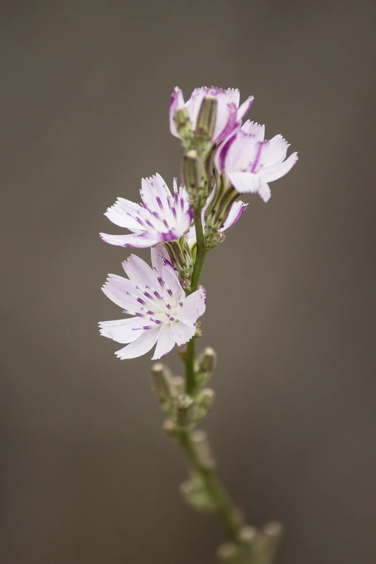 Cliff Aster