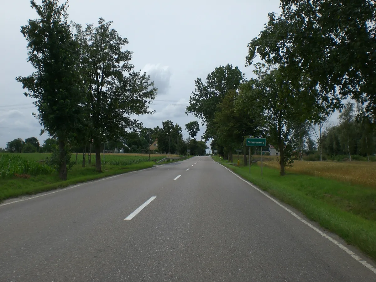 Marynowy (DK55) 9951
