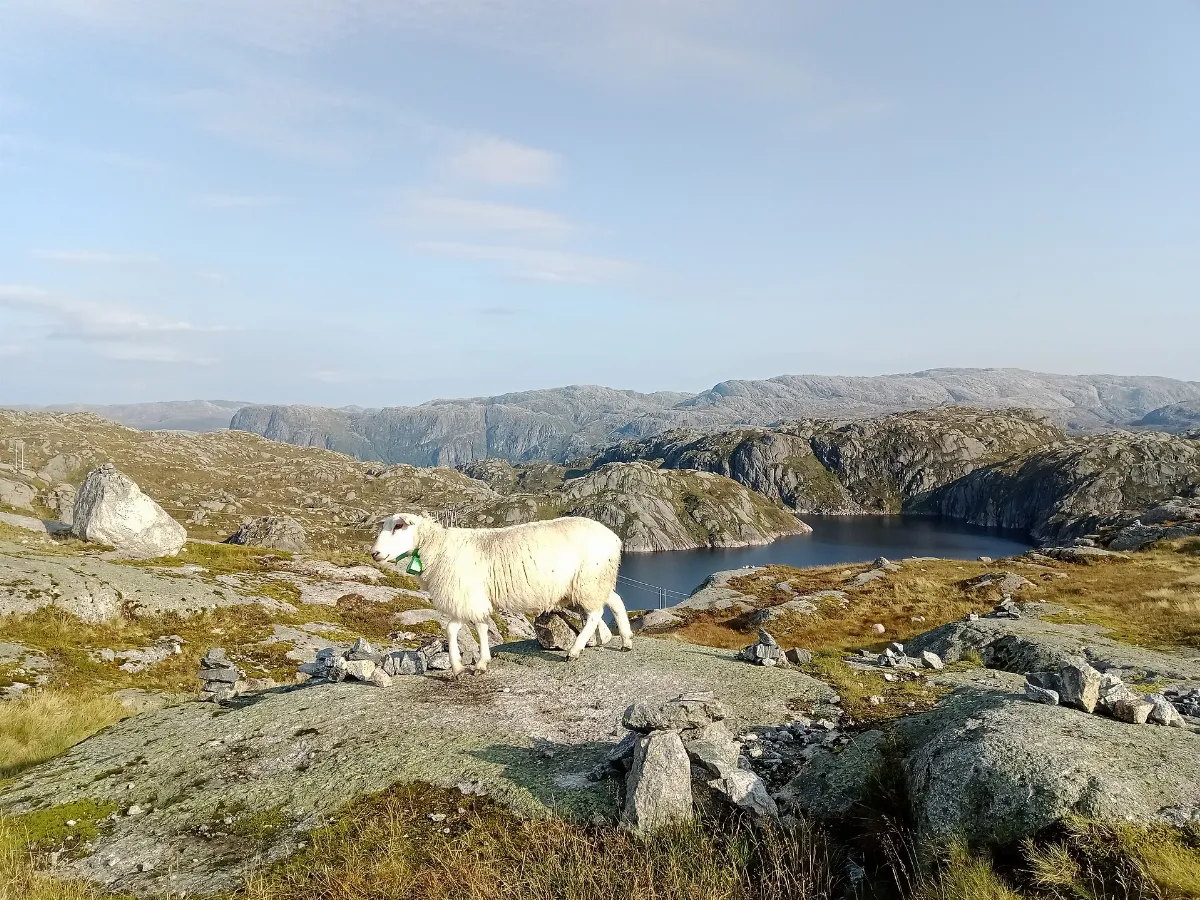 Scandinavian Alps @ Lysevegen 02