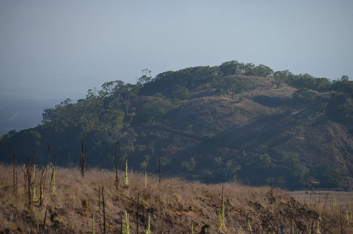 Puʻu Huluhulu - panoramio (1)