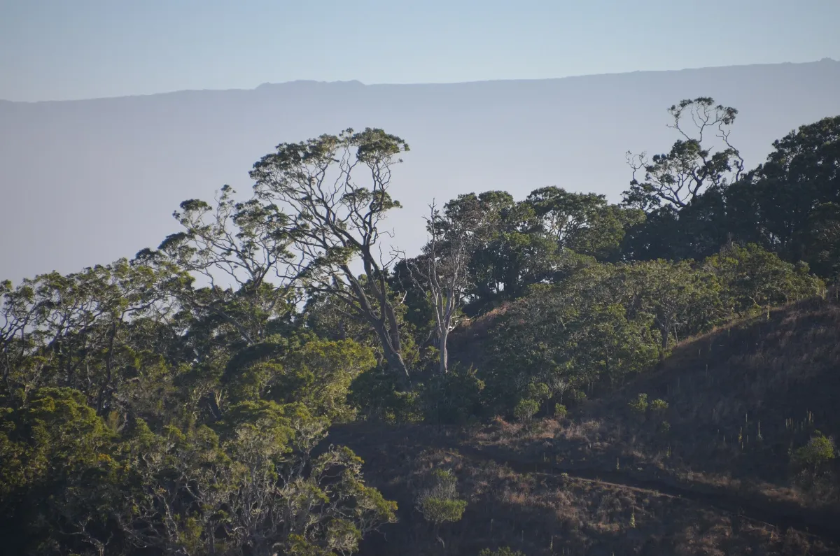 Puʻu Huluhulu and Mauna Loa - panoramio