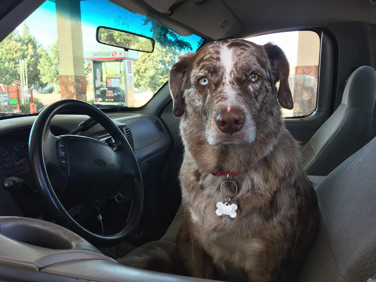 Yes, Sir, You Want it Filled and the Windows Cleaned? (33481825116)